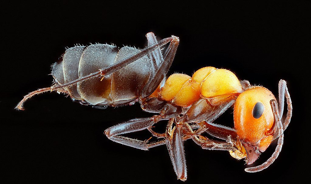 Ant Control service in Dale City, VA
