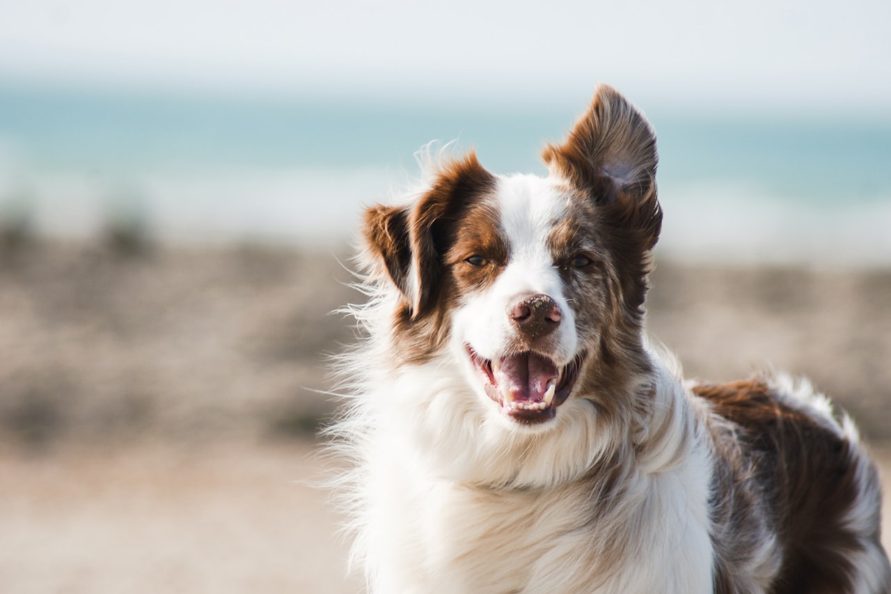 Flea & Tick Control service in Dale City, VA