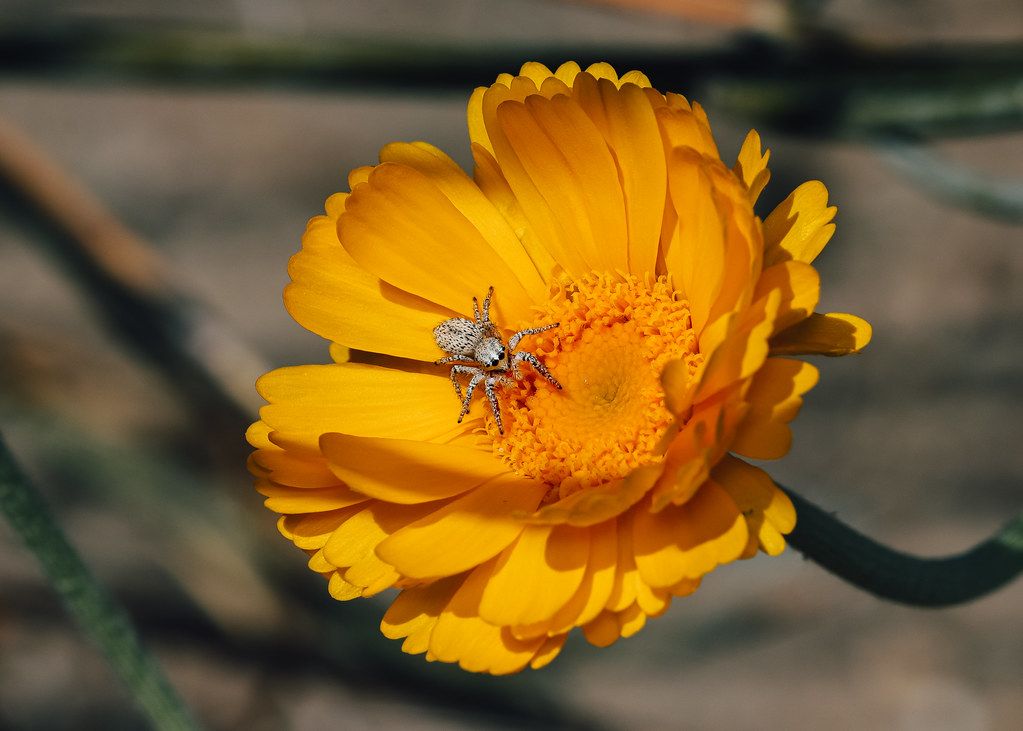 Spider Control service in Dale City, VA